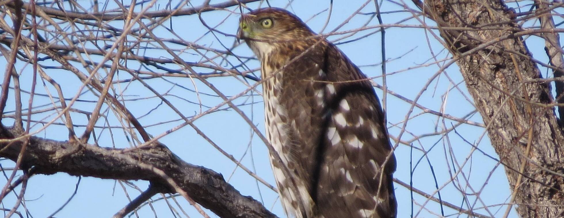 Birds of Prey Fall Migration